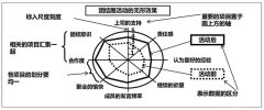 QC七大工具之雷達圖